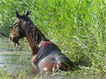 Prio 2 Dier te Water Paard Dykhuzen Gerkesklooster